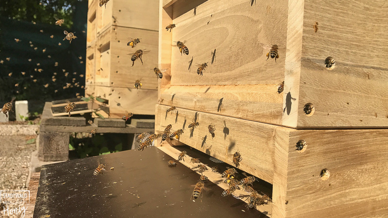 Flugbetrieb an den Bienenvölkern
