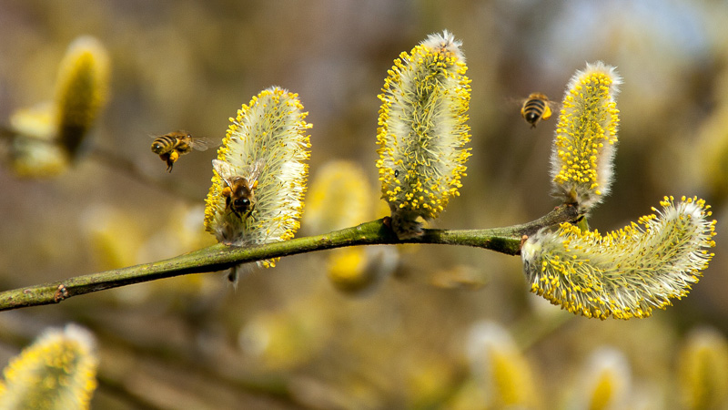 Bienen auf Weidenkätzchen