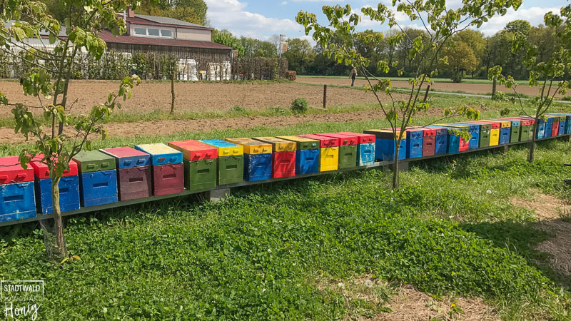 Jungvölker beim Bienenland